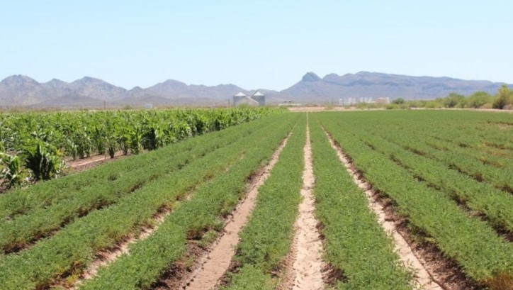 WFP-ramona-farms-beans-1022.jpg WFP-ramona-farms-beans-1022.jpg