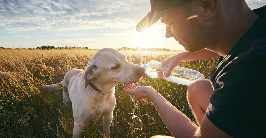 Man with thirsty dog at sunset