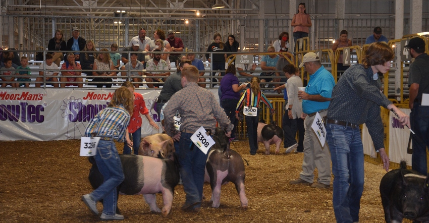 4-H students compete in pig show
