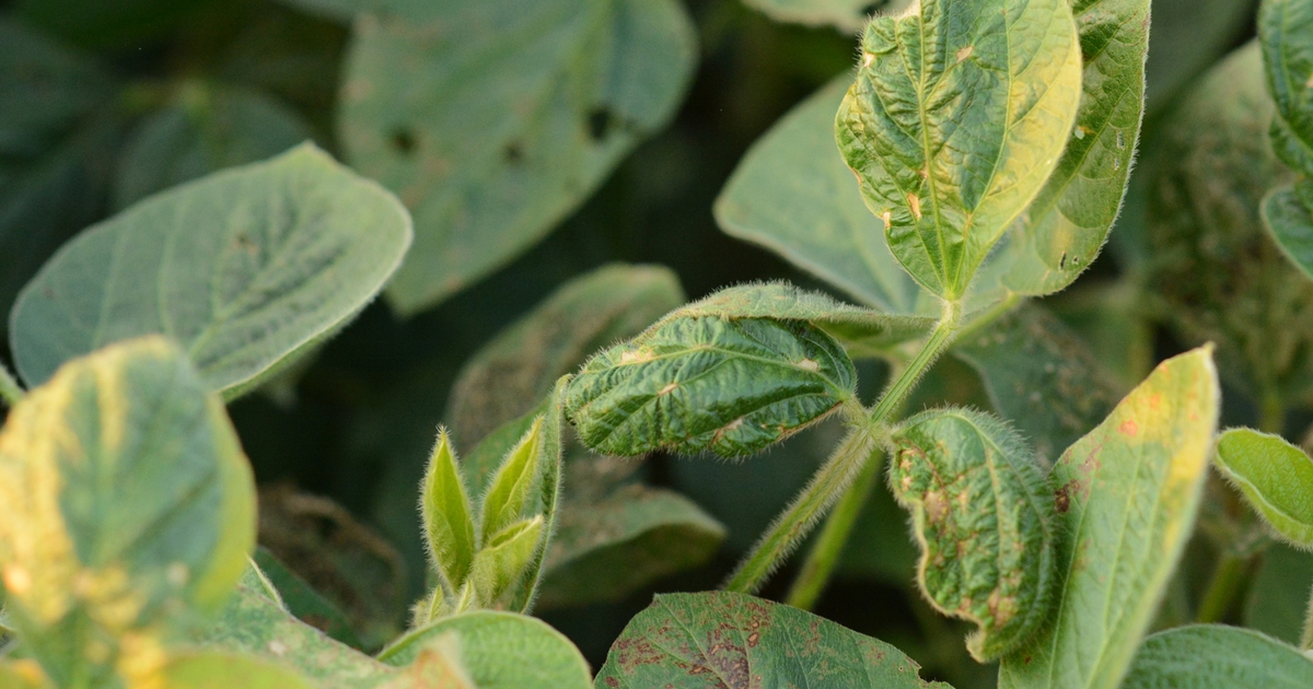 What’s next for dicamba in 2022