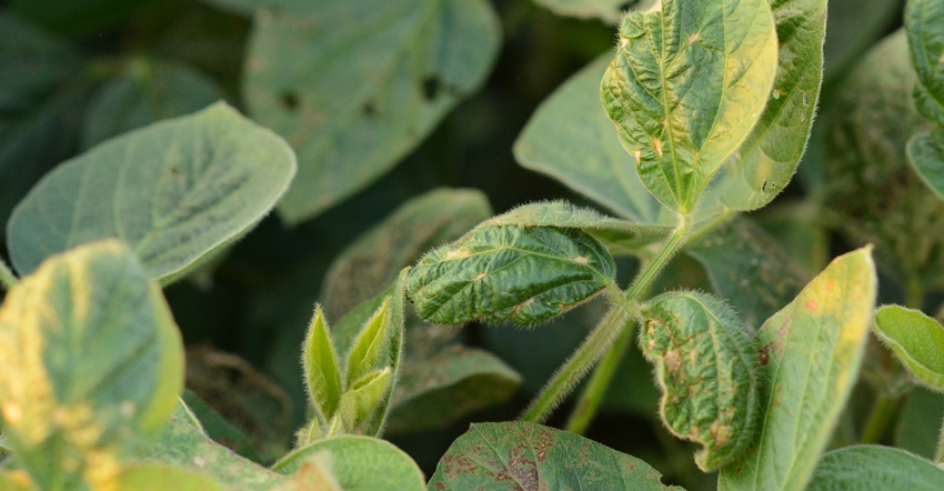 soybean plants with dicamba damage