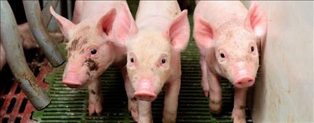 pork_producers_ceo_earns_animal_research_honor_1_635729449247327737.jpg