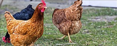 purina_launches_poultry_pinterest_page_1_636015734080571193.jpg