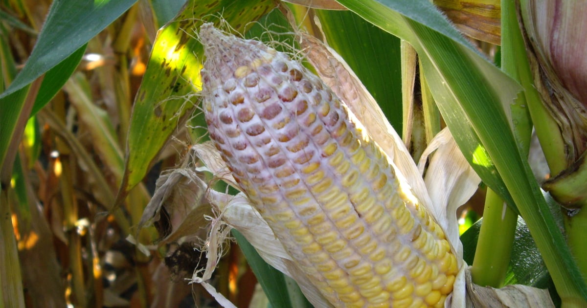Here's what to do about mold-damaged corn and soybeans