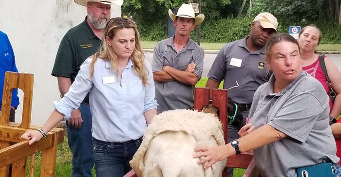 melissa-blair-nrcs-heidi-shearing-sheep.jpg