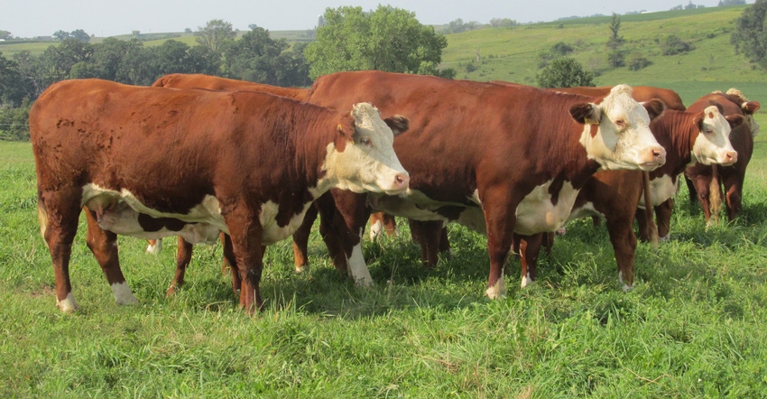 Hereford cows in field