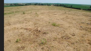 Dry, drought-stricken grass