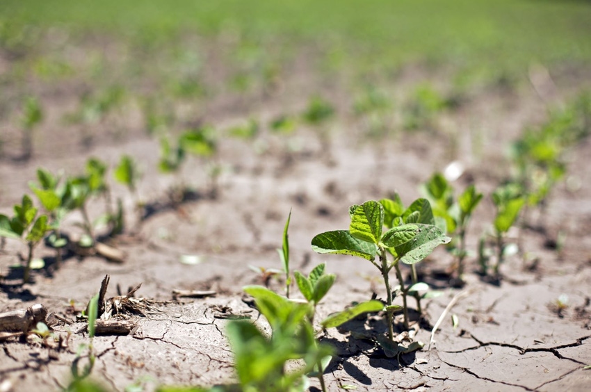6-21-21 soybeans in drought.jpg 6-21-21 soybeans in drought.jpg