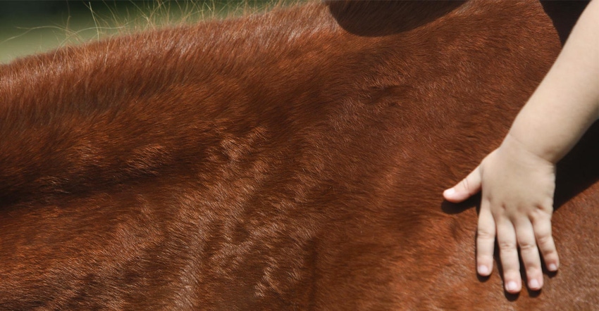 A close up of a young child's hand stroking a horse