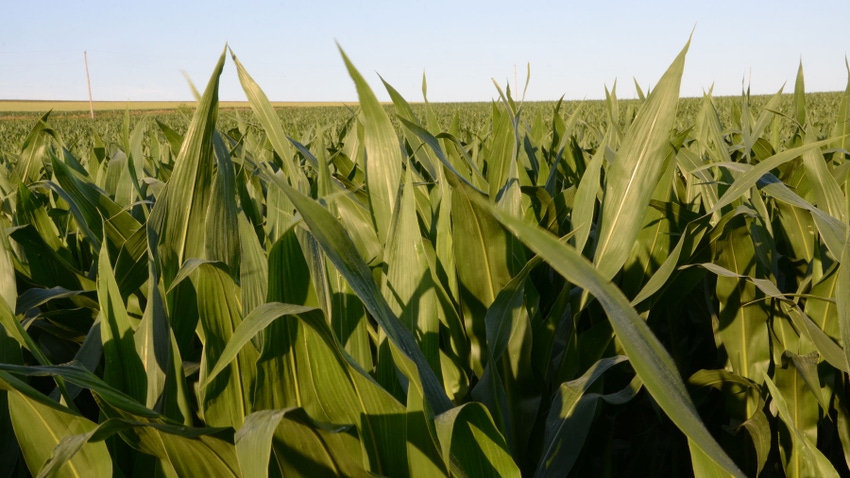 closeup of cornfield