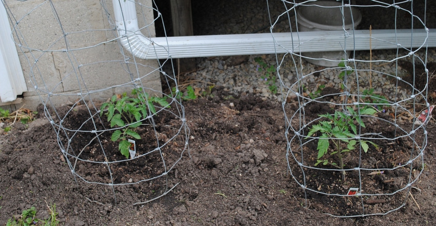 Tomato plant and cage