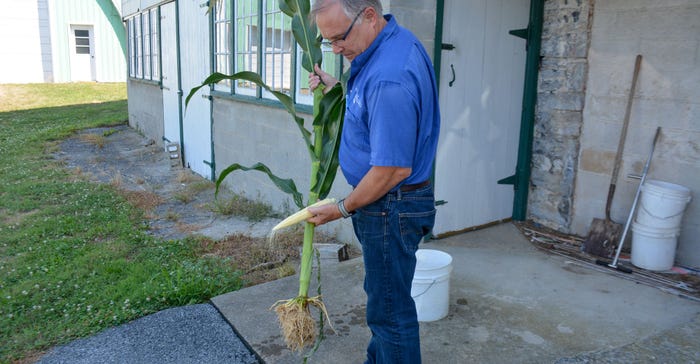 Jeff Graybill holds a stalk of corn with roots intact as he describes “paint brush” roots