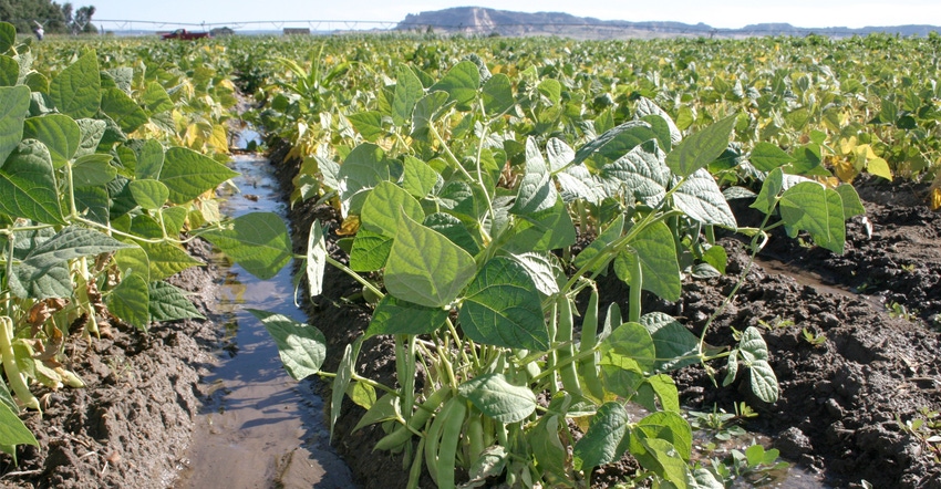 closeup of rows of crops in a wet field