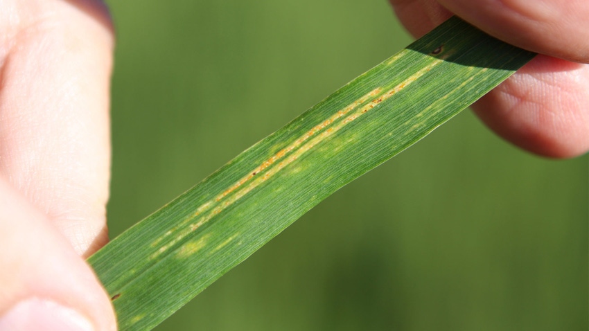 A close up of yellow stripes on wheata wheat plant leaf