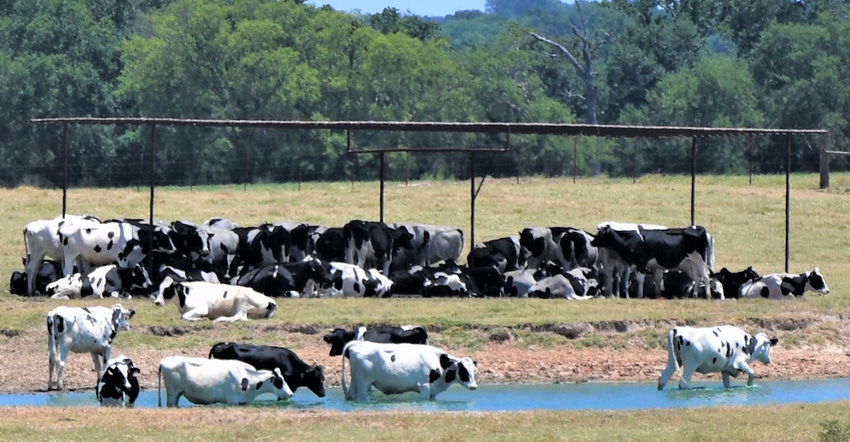adam-russell-dairy-drought.jpg adam-russell-dairy-drought.jpg