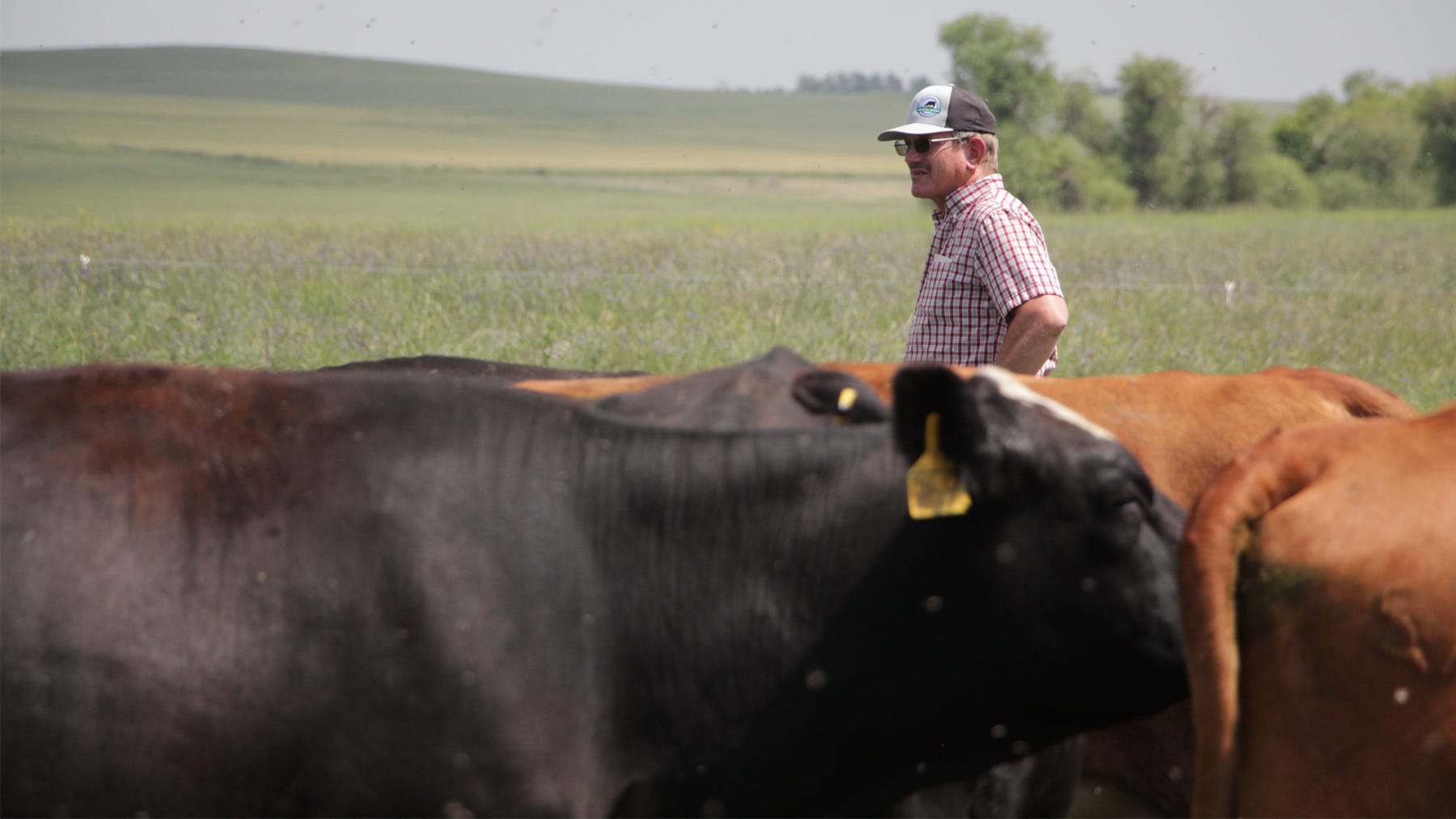 lance gartner checking cow herd