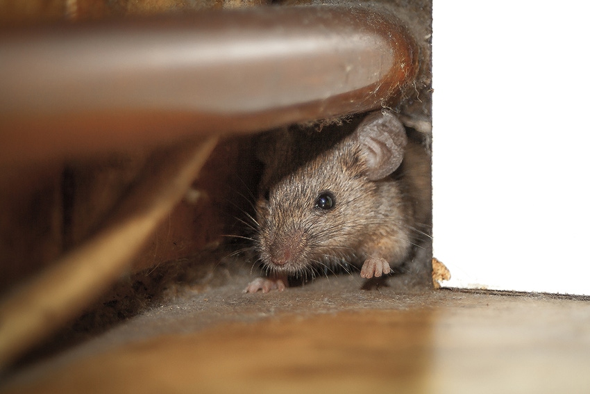 mouse-in-house-GettyImages-525023427.jpg