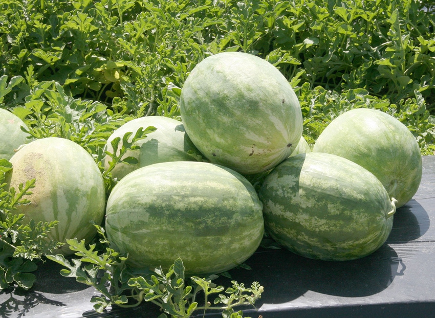 Watermelons-Tifton-UGA-022421-a.jpg