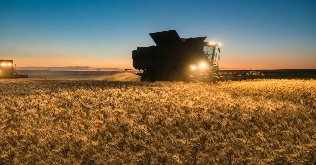 Wheat markets sink as weak exports outweigh drought concerns