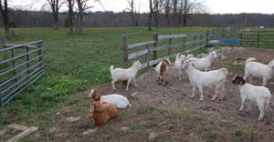 goats in pen