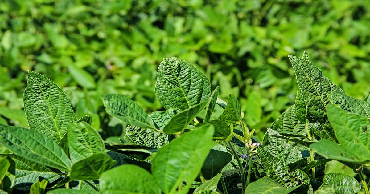 Keeping the Heligen virus viable in Southern fields