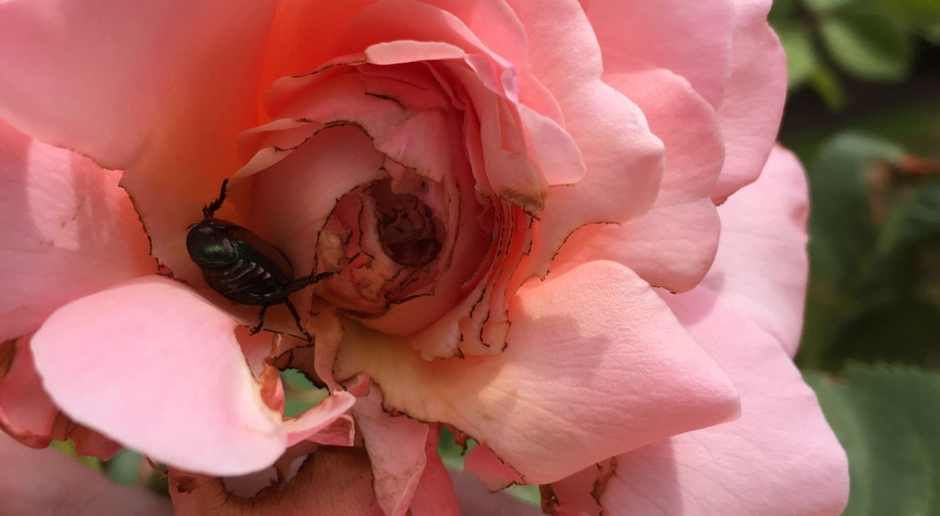 WFP-ODA-Japanese-beetle.jpg WFP-ODA-Japanese-beetle.jpg