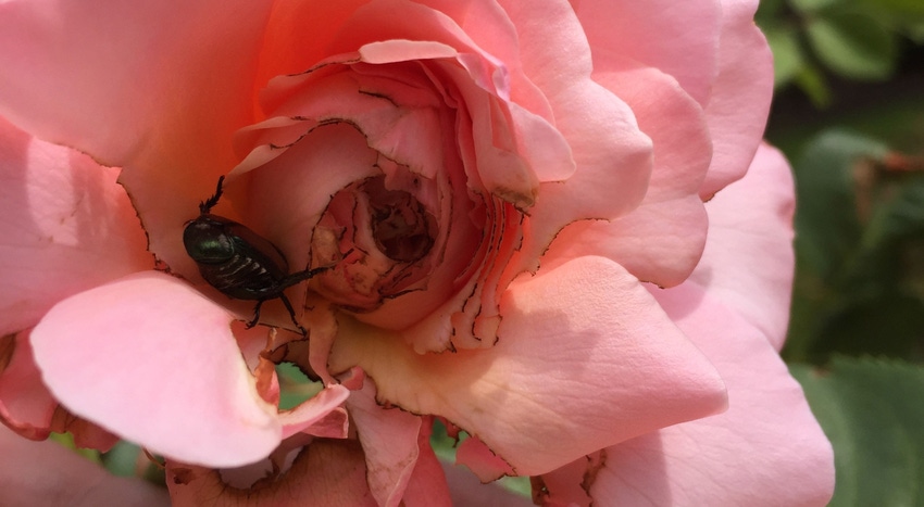 WFP-ODA-Japanese-beetle.jpg