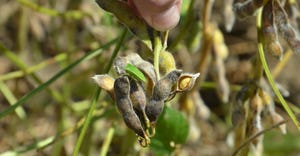 green stinkbug on soybean leaf