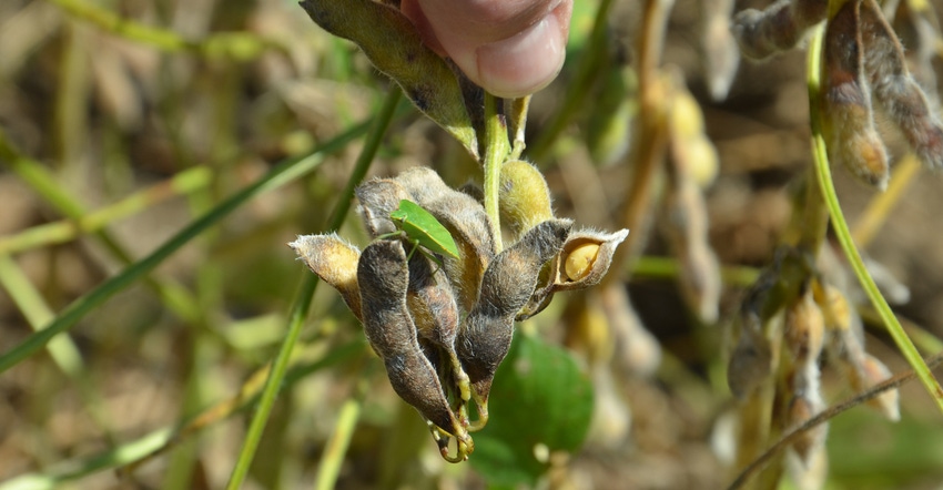 green stinkbug on soybean leaf