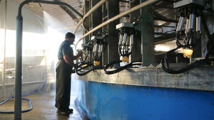 A man cleaning up a milking parlour