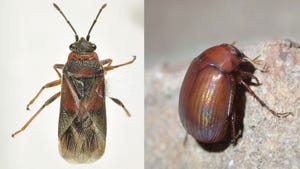 Elm seed bug and Asiatic garden beetle