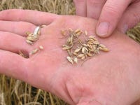 WheatDamagedKernelsLSUGautreaux.jpg WheatDamagedKernelsLSUGautreaux.jpg
