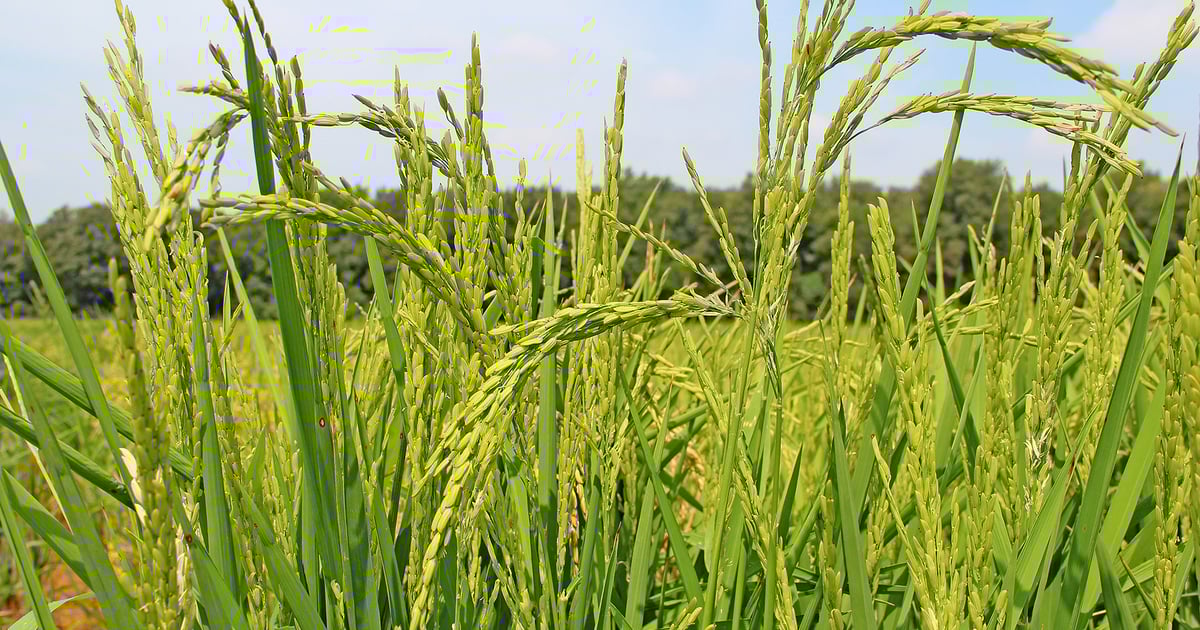 Long-grain rice acreage up