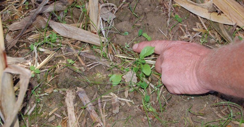 hand pointing to seedlings growing in dirt