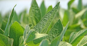 soybean-leaves-staff-dfp-3636 web.jpeg