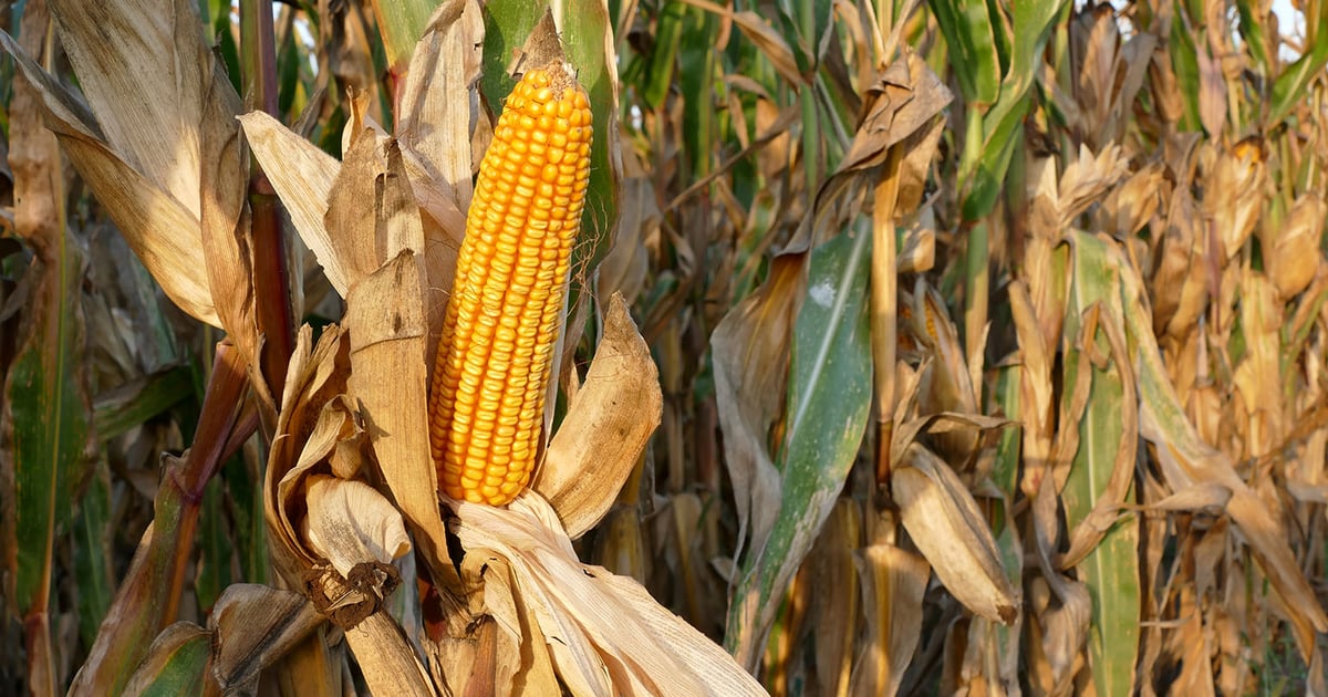 Watch USDA report for answers to these 5 critical questions