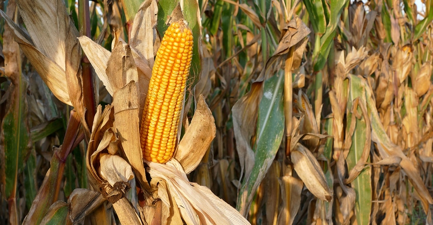Getty ear of corn in the field before harvest istockphoto.jpg