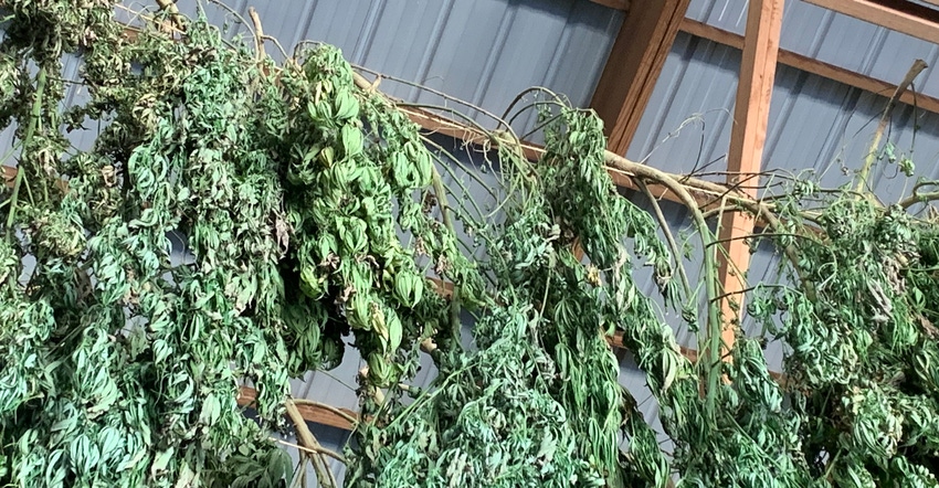 hemp plants hanging to dry