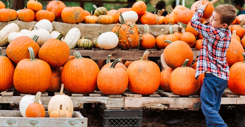 Kid and pumpkins