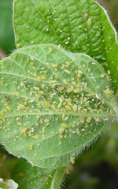 5_reasons_spray_aphids_early_2_636053948231647552.jpg