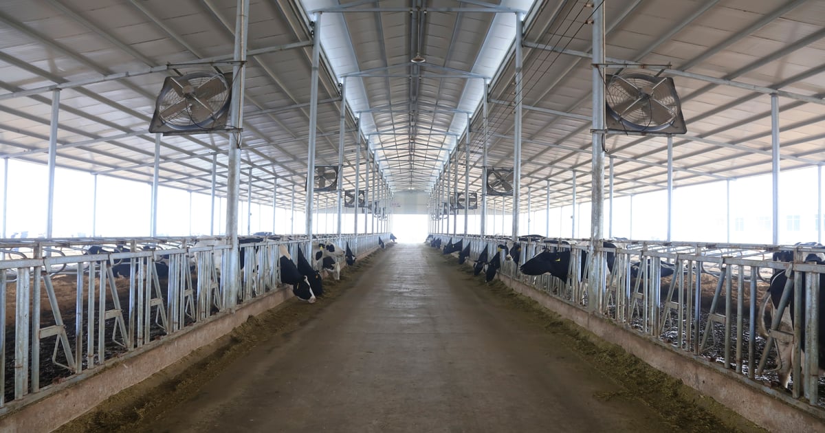 How to fix fan mistakes that cost milk production