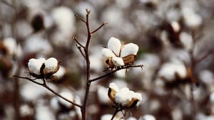 ripe cotton plant