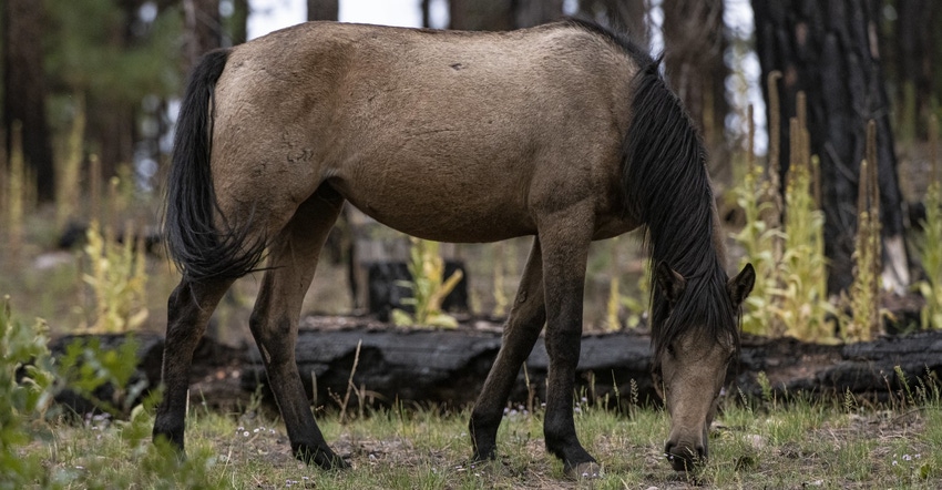 wild horse USDA.jpg wild horse USDA.jpg