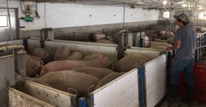 Swine manager Tyler Treimer weighs hogs