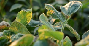 dicamba-damaged soybeans