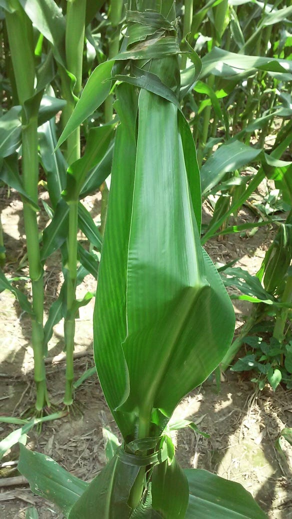 strange corn plants in field