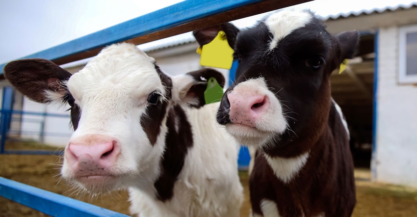 2 Holstein calves sticking their heads through a gate