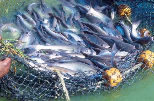Wholesale Catfish Fillet Supplier in London
