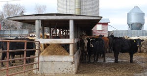 Cattle in pen at feeder