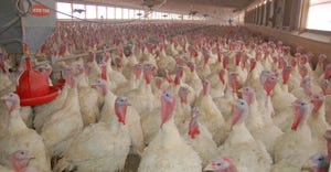 turkeys in commercial barn